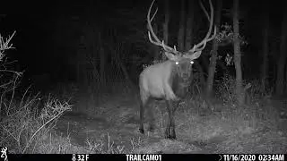 Elk - big bull bugling in the night for you