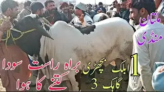 Live Soda Kitnay Ka Howa | Multan Cow Mandi Latest update 31 January Qurbani 2026 Ky abluk Bachry