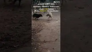 Lucky+โชกุน #trending #animals #relaxing #pets #dog #shorts ,