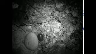 Polyphaga saussurei time lapse