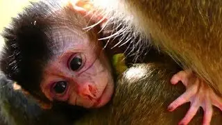 Pitiful Cute Baby BARBI Monkey Hungry Mother Milk &Health Weakness with Eye Purple|Baby Monkeys Post