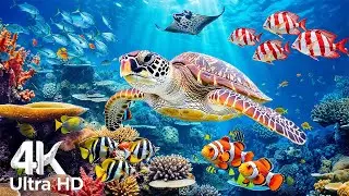Amazing 4K Ocean Adventure 🐳 Discover Graceful Sea Animals in a Calm and Beautiful Aquarium World