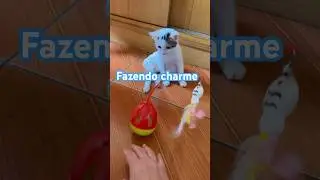 Gatinho guerreiro #gatosfofos #cat #petsfofinhos #gatos #gatinhosdivertidos #kitten #cutecatshorts