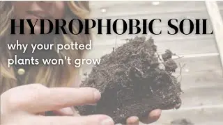 Identifying and Fixing Hydrophobic Soil | Why Your Potted Plants Won't Grow