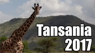 Tansania Safari Oktober 2017 Nationalpark Tarangire / Serengeti - #visittanzania