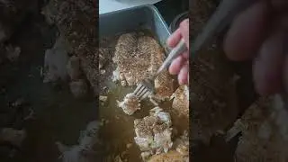 Baked Catfish! #fishing #health #healthy #food #mma #ufc #shorts #short #youtubeshorts #viral #usa