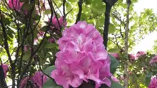 A magnificent rhodo, the height of a three-storey Vancouver apartment building