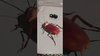 AR Insects - Unity Template