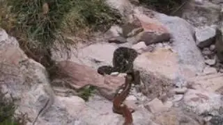 Snake Fight to the Death - Cape Cobra vs Puff Adder