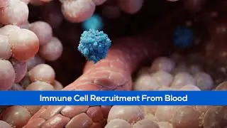 Science Animation Showing Immune Cell Recruitment