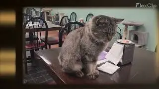 Save cats with epoxy