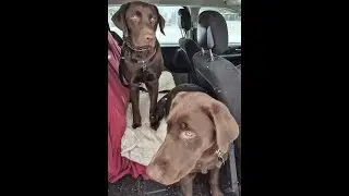 Walks with dogs January 13, 2025