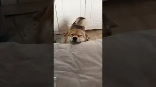 Счастливая собака всегда наполнит ваше сердце радостью 🥰❤️