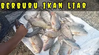 Berburu ikan liar di kali sudah mau kering