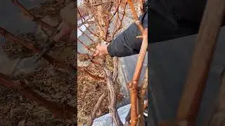 grapes vine pruning techniques #satisfying #pruning #shorts