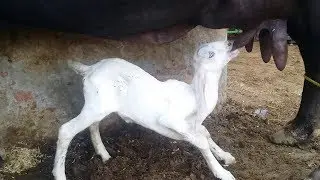 Cute Baby Goat Suckling Buffalo