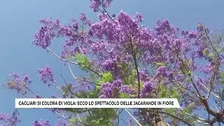 CAGLIARI: LO SPETTACOLO DELLE JACARANDE IN FIORE (03-02-2025)