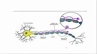 SYSTEME NERVEUX : LA CELLULE NERVEUSE: LE NEURONE