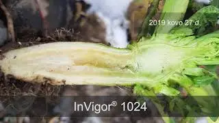 Hibridinių žieminių rapsų veislė InVigor&reg; 1024