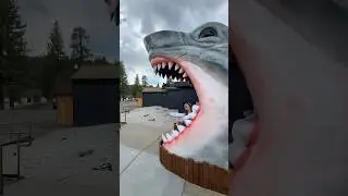 🦈 JAWS!!!! #jaws #shark #sharkattack #tropicali #funny #humor #poke #bigbear