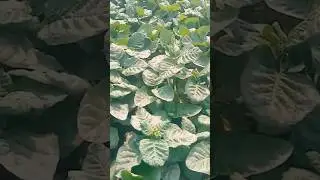 Naswar Tobacco Field #agri #agriculture #farming #farmer #villagelife #tobacco #shorts #trend #fyp