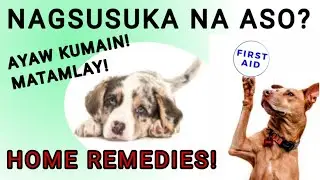 BAKIT NAGSUSUKA ANG ASO? MATAMLAY AT AYAW KUMAIN? NAGSUSUKA NG BULA? HOME REMEDIES | #ShopeeTagToWin