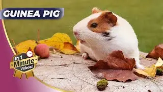 Unveiling an Alternative Pet Craze - Guinea Pig 🐰