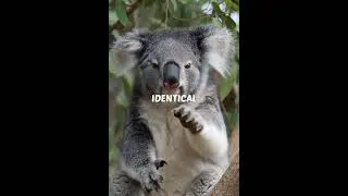 Koala Prints Busted Cops: Fingerprints Fooling FBI-Level Forensics?!