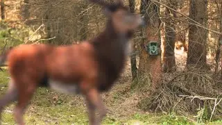 Rotwild auf der Wildkamera!