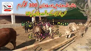 Calves Bachra Farming | wacha farm in Pakistan, Cattle Farm business, Joyia Cattle Farm Sahiwal