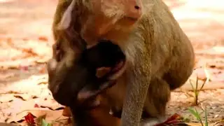 So pitiful newborn baby monkey Mia trying to hug mom for get milk