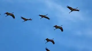 grullas 2025 4K