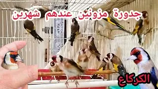 سوق القريعة طيور حسون مزونين للبيع 4/2/2026 عندهم شهرين ونصف رقم الهاتف 0687440613 #سوق 