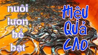 M&ocirc; H&igrave;nh Nu&ocirc;i Lươn Kh&ocirc;ng B&ugrave;n Bể Bạt| Vệ Sinh Bể Lươn 5 Tuần Tuổi✓Minh Đo&agrave;n T&ocirc;