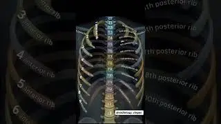 Human Rib Cage #anatomy #medicosstuff #radiologist #medico #medicalstudent