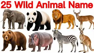25 Wild Animal Names | 25 Wild Animals Names in English and Hindi | Wild Animals Name Learning Video