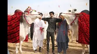 SIBI MELA 2018 LIVE VIDEO || Sibi Bull Lovers - Sibi Bhagnari . .
