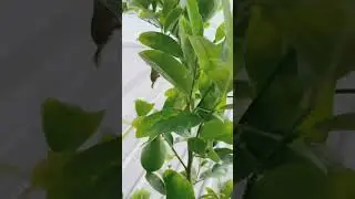 Lemon tree| lemon fruits| updates| urban gardening| container gardening| balcony garden