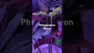 Philodendron Mayoi