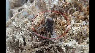 Another False Black Widow Spider Invades Our Gooty Blue&rsquo;s Habitat