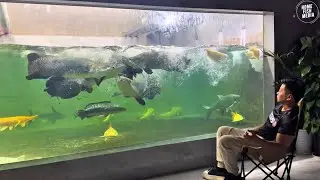 Incredible of Aquarium Setup: Betta Fish, Goldfish, Tropical and Koi Fish Care Tips #82