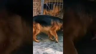 German shepherd lovers 🐶#gsds #germanshepherd