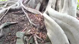 Ficus tree Giant - Top 10 Bonsai HD 09