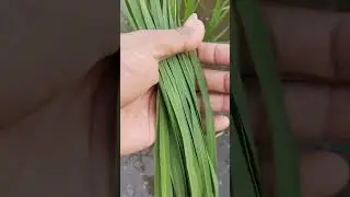 hama kutu putih palsu pada tanaman padi