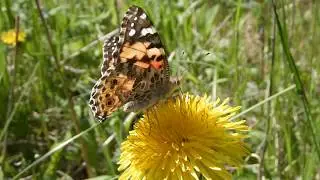 Painted Lady butterfly feeding on dandelion nectar