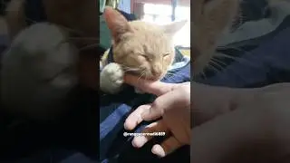 Ganggu doneng #onengthecat #videokucing #shortskucing #kucinglucu #animals #cat #catvideos #kitten