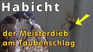 Habicht vs Tauben |Keiner klaut so schnell wie der Habicht!