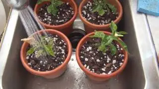 How to grow Grapefruit from seed repotting