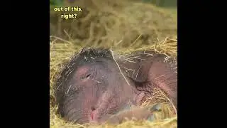 Baby Elephant Tweaking #animalvoiceover #funny