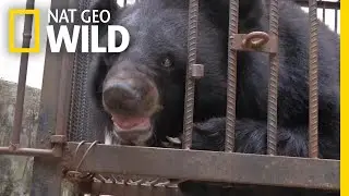 This Family Thought They Were Raising a Dog&mdash;It Was a Bear | Nat Geo Wild